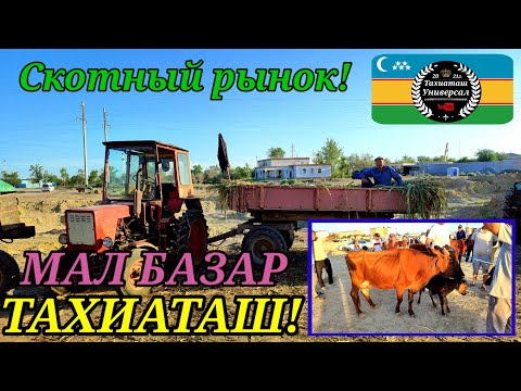 Видео: МАЛ БАЗАР - СКОТНЫЙ РЫНОК #тахиаташ#каракалпакистан#узбекистан#цены#базар#рынок#быки#коровы#огиз