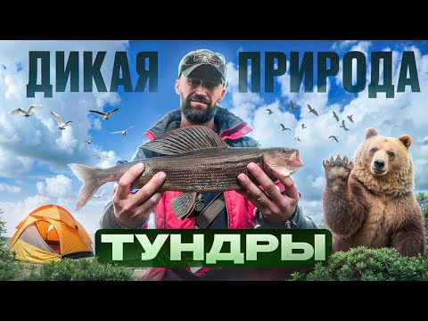 Видео: В ТУНДРЕ НА ДИКОМ ОЗЕРЕ . ХАРИУС, НОЧУЮ В ПАЛАТКЕ .