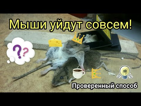 Видео: Мыши уйдут сами! The mice will leave by themselves.  Проверенный способ.