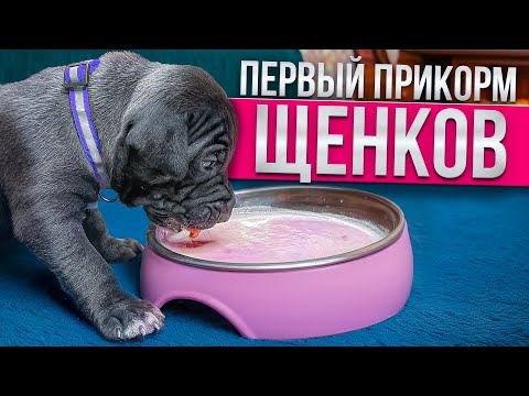 Видео: ПЕРВЫЙ ПРИКОРМ ЩЕНКОВ! ЧТО С КОНОРОМ? ВЗВЕШИВАНИЕ ЩЕНКОВ ЯРЫ