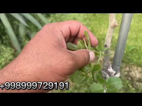 Видео: Пистада пайванд билан ўта тез хосил олиш