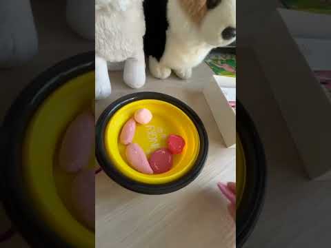 Видео: кармёжка куки и коржика #пдб