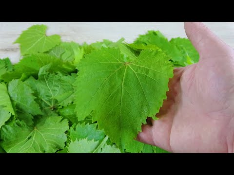 Видео: СВЕЖИЕ виноградные листья ЗИМОЙ. Рецепт заготовки виноградных листьев на зиму