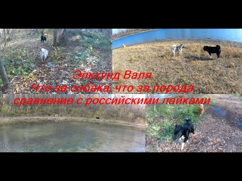 Видео: Серая норвежская лосиная лайка - элкхунд Валя