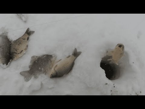 Видео: ДОЛГОЖДАННАЯ РЫБАЛКА 2023 !!! ГЛУХОЗИМЬЕ. КАРАСЬ ЗИМОЙ.