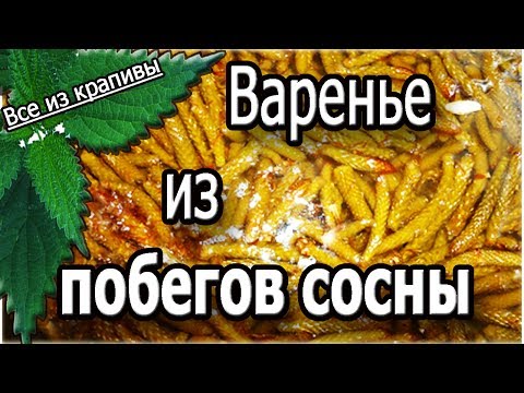 Видео: Варенье из побегов сосны. Готовим дома. Все из крапивы.
