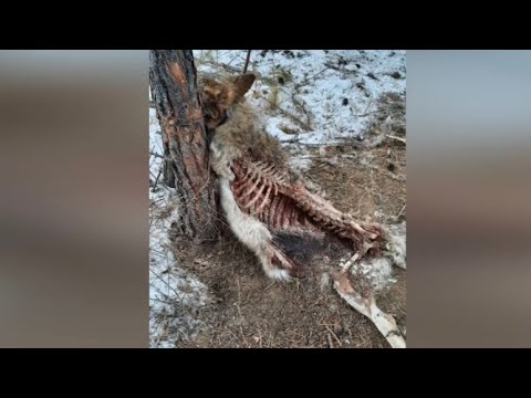 Видео: ПОЙМАЛ 3х ВОЛКОВ ЗА РАЗ!/ ВОЛКИ КАННИБАЛЫ