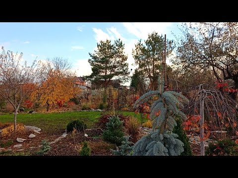 Видео: Акцентні рослини в осінньому саду 2025 р.