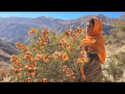Видео: 😱 Тяжёлая кочевая жизнь 🌿 | Сбор дикого миндаля 🥜 и огненного чая 🔥 в горах 🏔️
