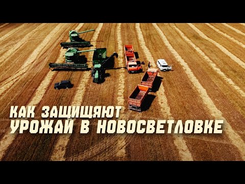 Видео: Как в Новосветловке защищают урожай от инвестора