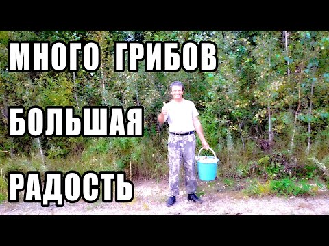 Видео: Груздь не в грусть, а в радость.Грибы Дальнего востока.Амурская рыбалка 28 ушла за грибами.Серия 2.
