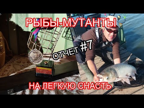 Видео: Толстые рыбины на лёгкую снасть.Рыбалка на фидер. Часть 1