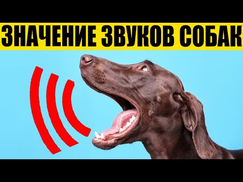 Видео: ОБЪЯСНЕНИЕ 14 Звуков, которые ИЗДАЮТ Собаки!