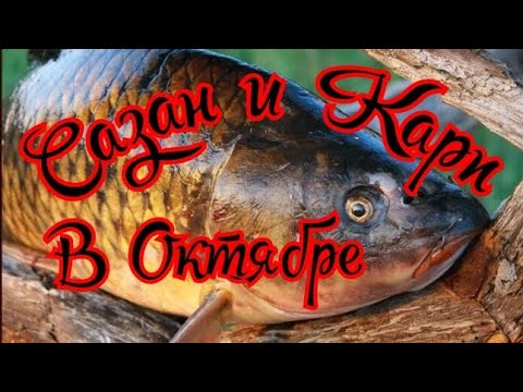 Видео: Как поймать Сазана и Карпа в Октябре.Наживка для сазана и карпа в октябре.Обитания карпа и сазана.
