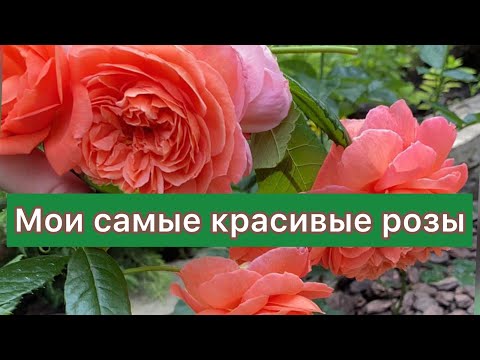 Видео: Самые красивые розы моего сада