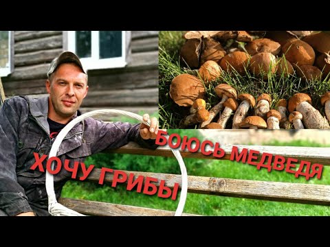 Видео: ГРИБНОЙ поход был коротким...МЕДВЕДЬ о себе дал знать