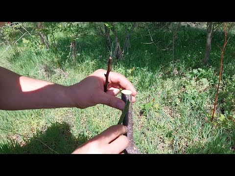 Видео: Присаждане слива под кора