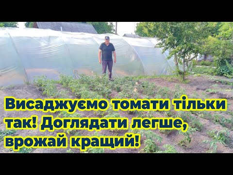 Видео: Висаджуємо томати тільки так! Доглядати легше, врожай кращий!