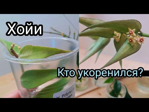 Видео: Показываю хойи оставшиеся за кадром и отбираю для посадки