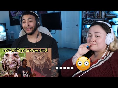 Видео: OtakuCouple комментирует, почему эта птица может представлять угрозу международной безопасности (...