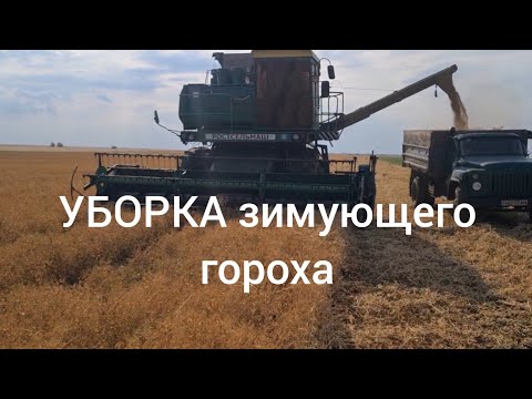 Видео: Начало уборки 2023!!! Зимующий горох