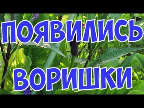 Видео: ГОТОВИМСЯ К ПРИЕМУ НОВЫХ РЫБ. На моём пруду появились воришки.