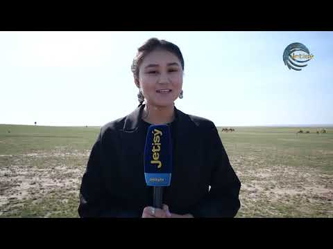 Видео: Қазақстандағы ең ірі түйе шаруашылығы