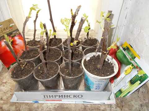 Видео: Време е за вкореняване на резници от смокиня. Мой метод. Rooting cuttings fig. Укоренять инжир.