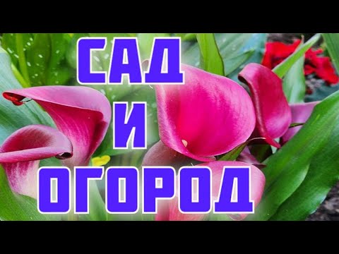 Видео: ВСЁ для сада и ОГОРОДА магазины США