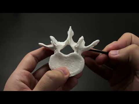 Видео: Бел омыртқалары