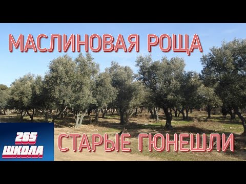 Видео: МАСЛИНОВАЯ РОЩА/СТАРЫЕ ГЮНЕШЛИ