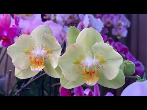 Видео: Пересадка орхидеи Джанет Брендон ( Phal. Jeannette Brandon )