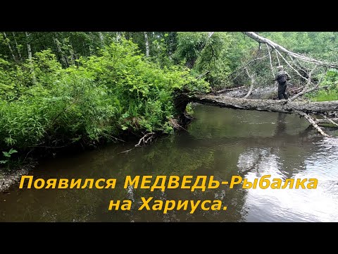 Видео: Ловля Хариуса на Реке/Рыбачить стало СТРАШНО!Обживает территорию  МАТУХА.(Медведица с медвежатами)