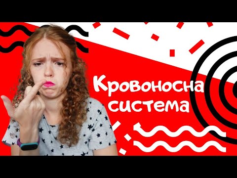 Видео: Кровоносна система