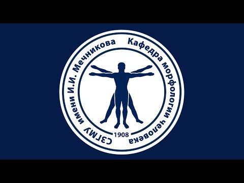 Видео: Конечный мозг. Строение плаща. Потоки В, Д. 20.09.2022 - 14:15