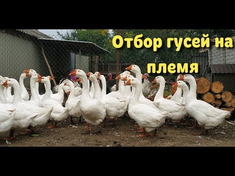 Видео: Отбор гусей в племенное стадо//Линдовские гуси