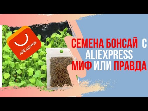Видео: Где купить семена бонсай? Семена бонсай с Алиэкспресс - миф или реальность?