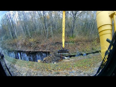 Видео: Бобры осушили ручей