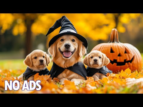 Видео: 12 Часов ТВ для Собак 🐶Музыка Против Тревоги для Собак💖Нежная Музыка для Глубокого Сна