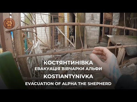 Видео: КОСТЯНТИНІВКА | Евакуація вівчарки Альфи