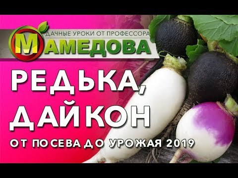 Видео: ⭐ Как Вырастить РЕДЬКУ и ДАЙКОН. От Посева до Урожая.