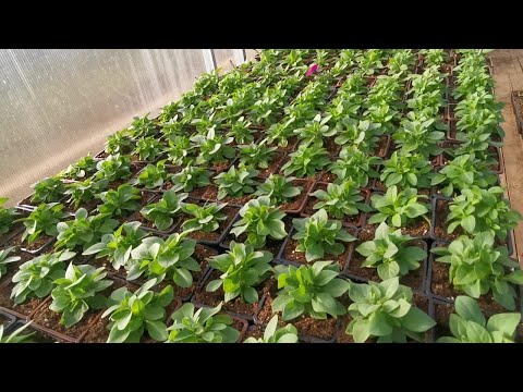 Видео: Обзор рассады 21.03.2025