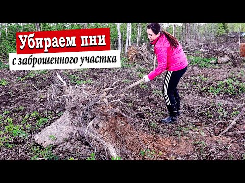 Видео: Купили Заброшенный Дачный участок / Расчистка участка / Семьёй Убираем Пни / Дача с нуля / 2 сезон