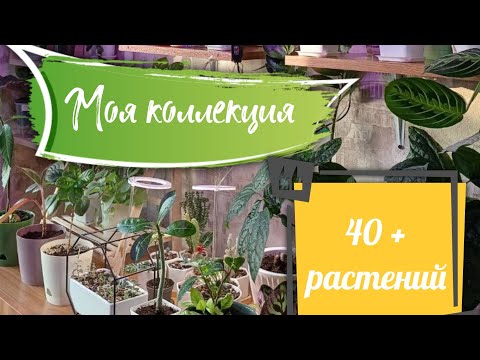 Видео: МОЯ КОЛЛЕКЦИЯ РАСТЕНИЙ. Обзор всех моих растений🌿🪴😍