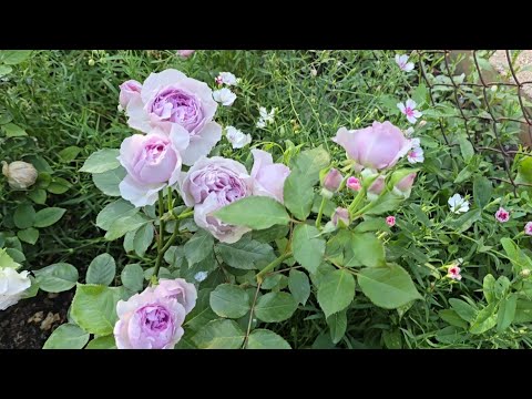 Видео: Ах, лето, лето... 🌿🌹🌞