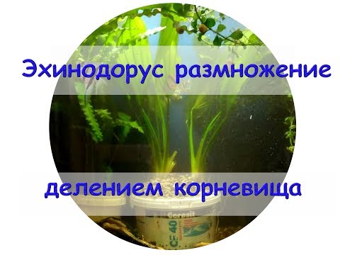 Видео: Эхинодорус размножение делением корневища