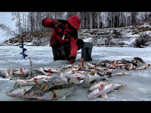 Видео: ТАКАЯ РЫБАЛКА БУДЕТ СНИТСЯ!!! Балансир не долетает до дна! Первый лед на Оби, щука,судак,окунь.