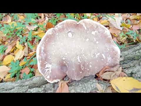 Видео: Повний кошик грибів