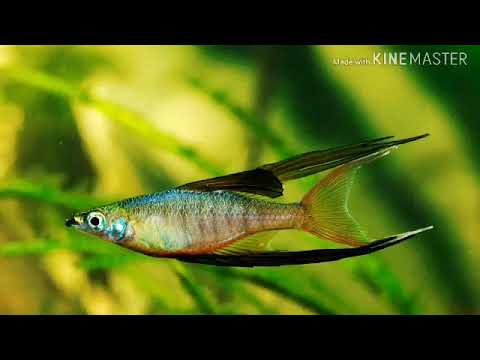 Видео: ИРИАТЕРИНА ВЕРНЕРА(ОБЗОР)