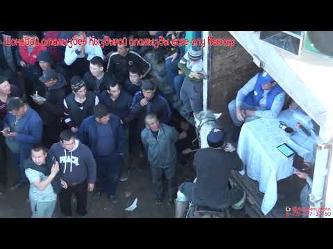 Видео: Даурен аксакал берген Кокпар 3 болым Актас 25.02.2020жыл